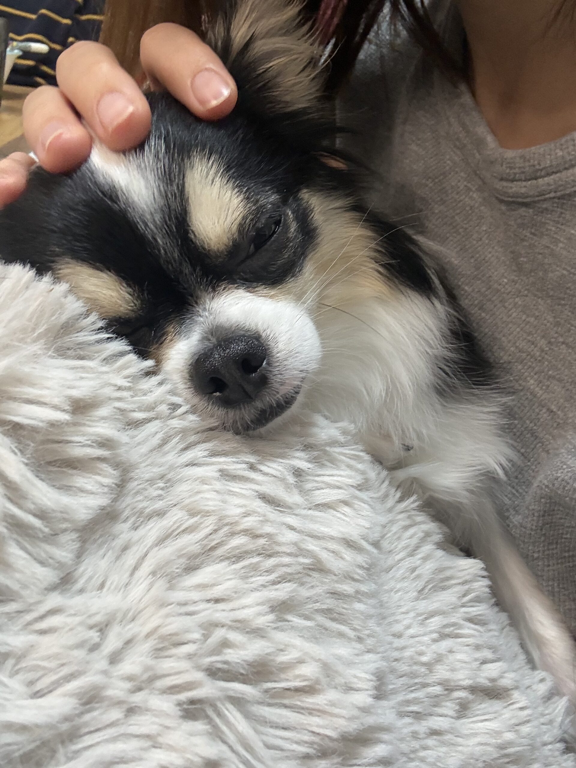 まめやん