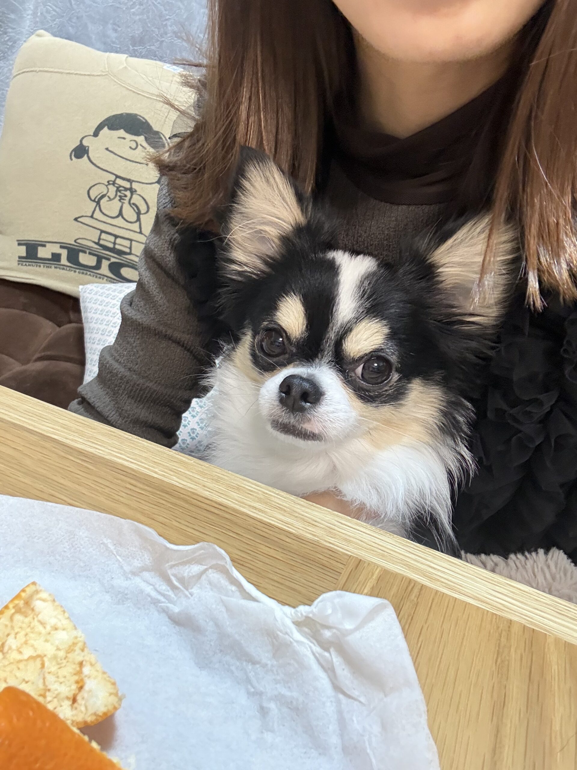 チワワのくろまめ(まめやん)スヌーピーハーネス姿