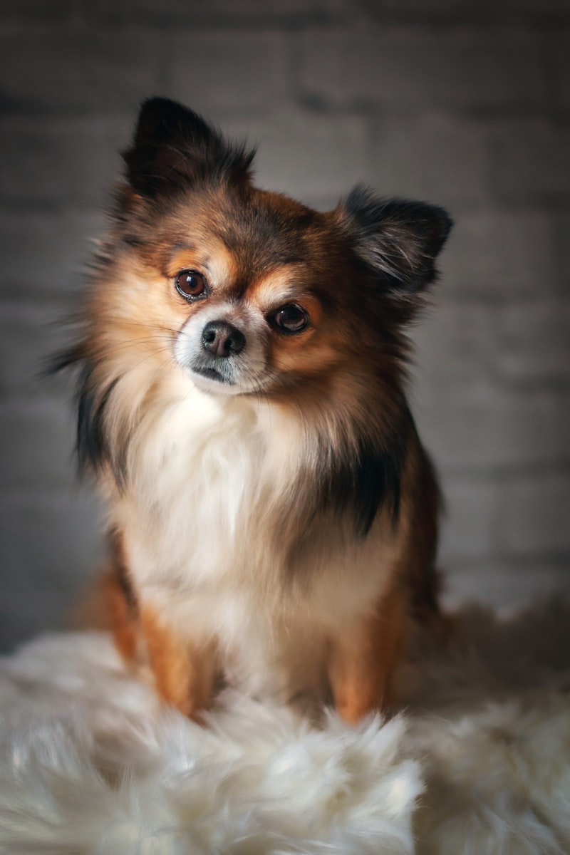 小型犬のかわいい姿